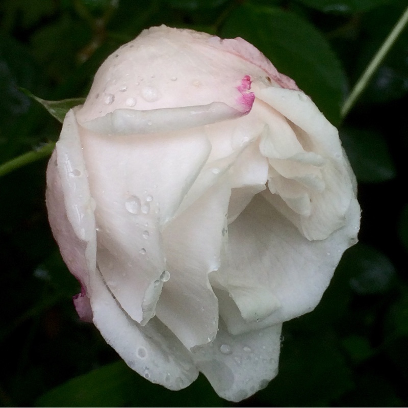 Rose Splendens (Rambler) in the GardenTags plant encyclopedia