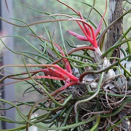 Airplant (Species) Tillandsia bulbosa in the GardenTags plant encyclopedia