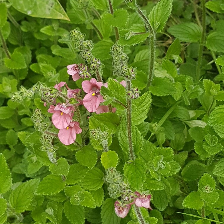 Twinspur Daydream in the GardenTags plant encyclopedia