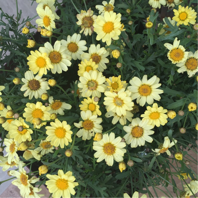 Argyranthemum Molimba Yellow in the GardenTags plant encyclopedia