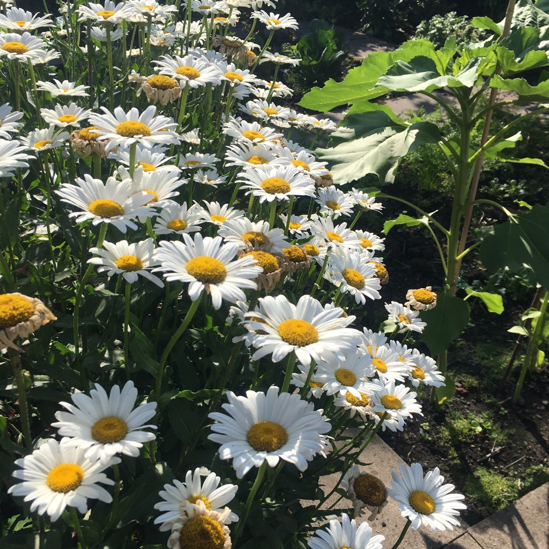 African DaisyVoltage White  in the GardenTags plant encyclopedia