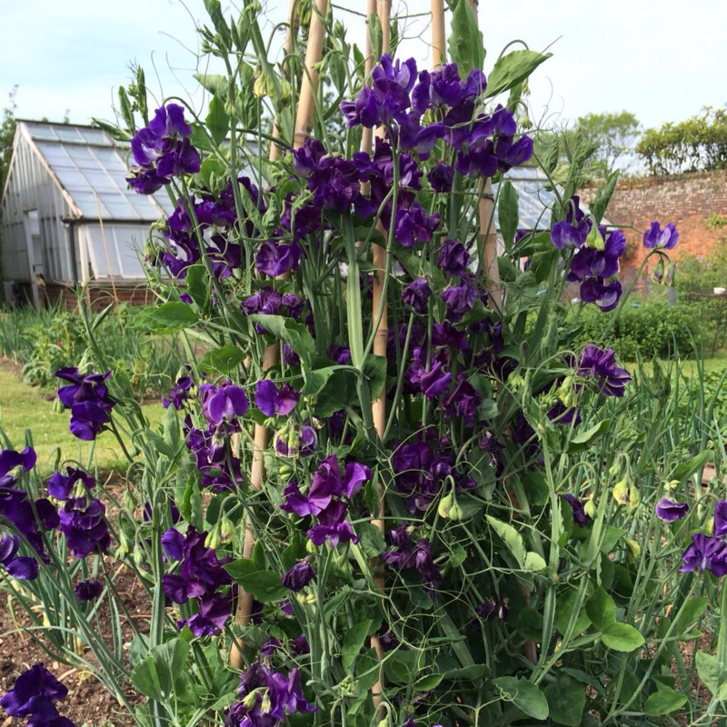 Sweet Pea Blue Velvet in the GardenTags plant encyclopedia