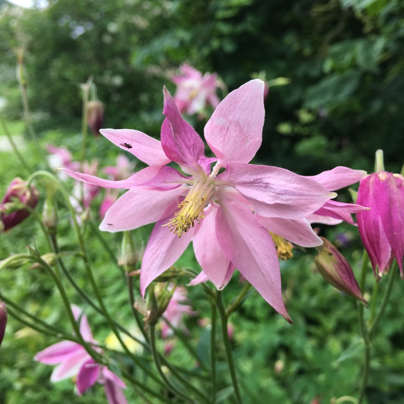 Clematis flowered columbine in the GardenTags plant encyclopedia