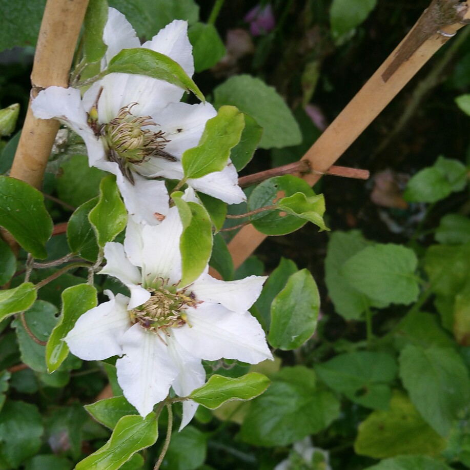 Clematis Kitty™ in the GardenTags plant encyclopedia