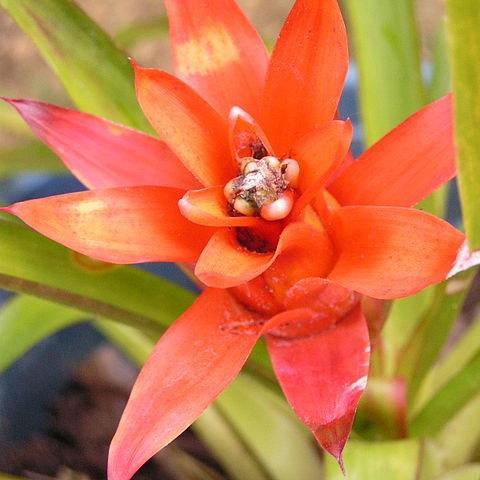 Guzmania in the GardenTags plant encyclopedia