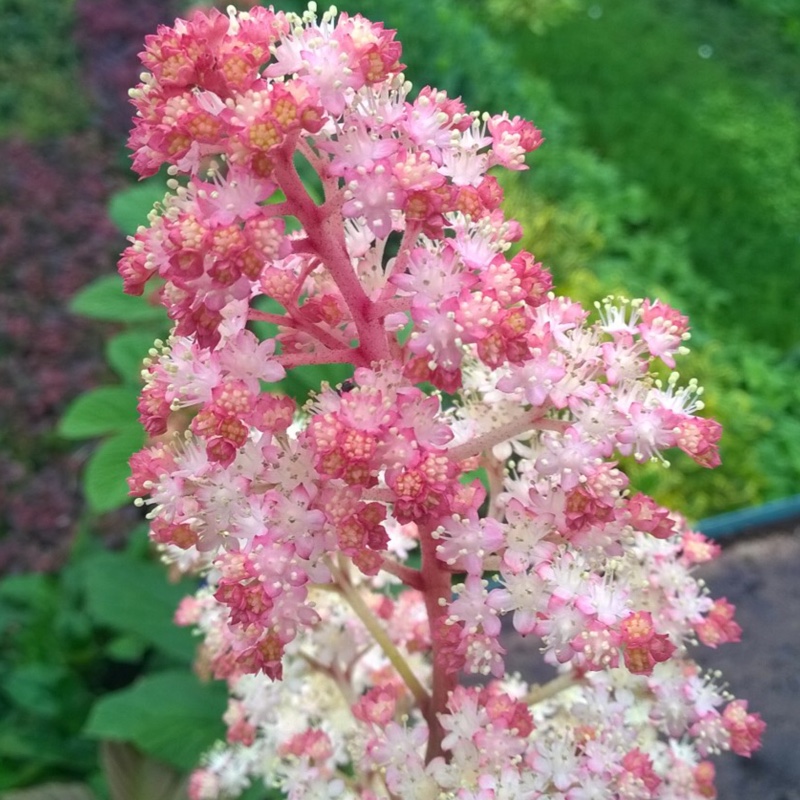 Rodgersia Fireworks in the GardenTags plant encyclopedia