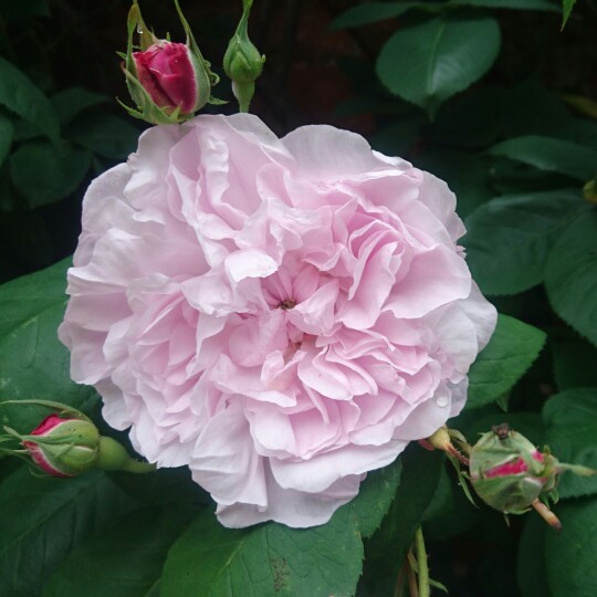 Rosa x centifolia 'Fantin Latour', Old Rose 'Fantin-latour' in ...