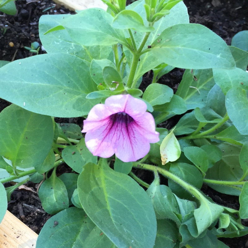 Petunia Pink Vein in the GardenTags plant encyclopedia