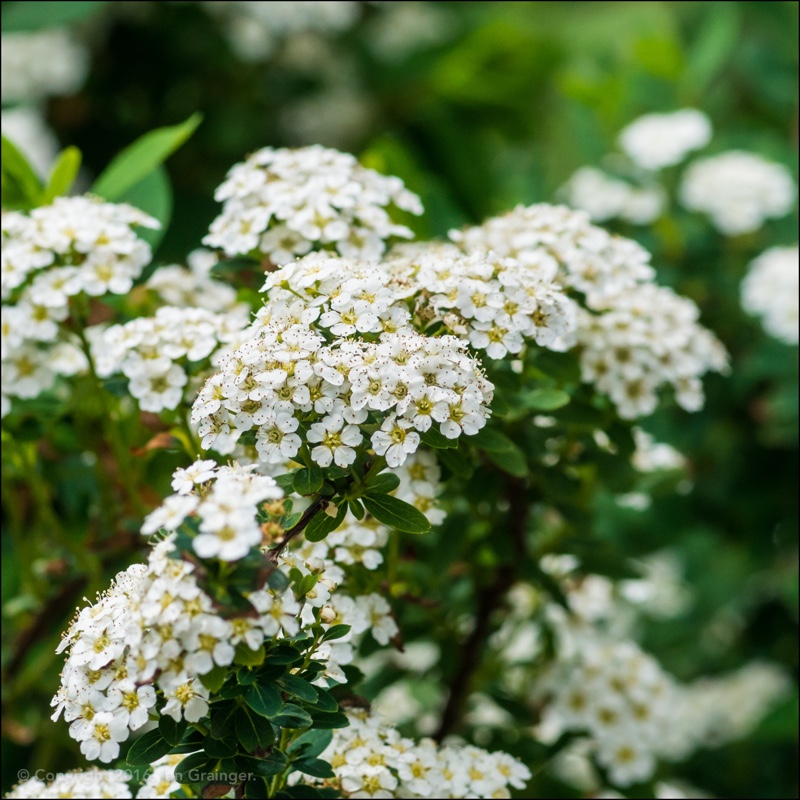 Spiraea in the GardenTags plant encyclopedia