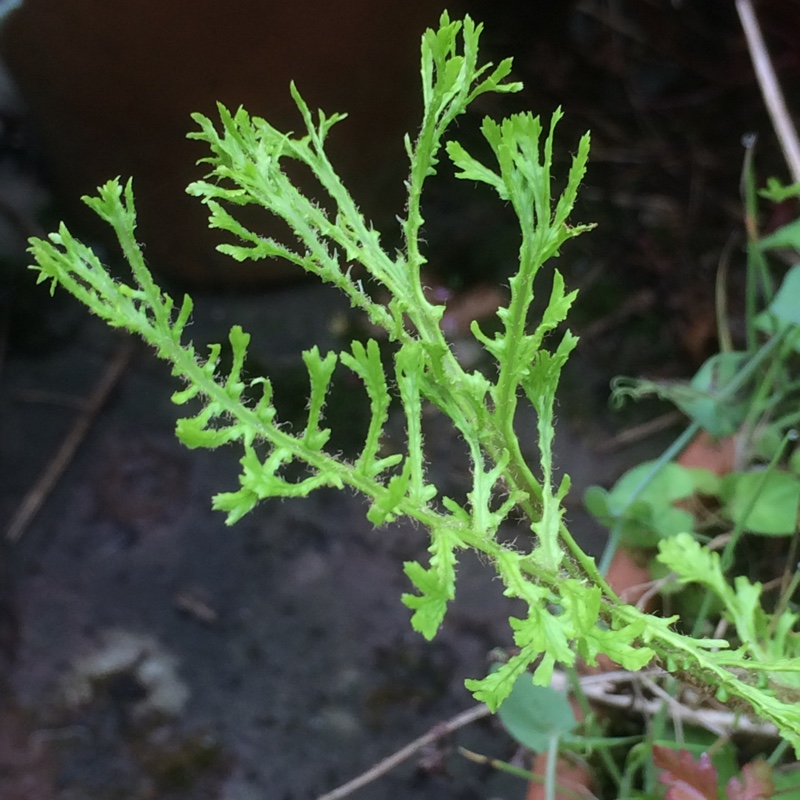 Male Fern Linearis Polydactyla in the GardenTags plant encyclopedia