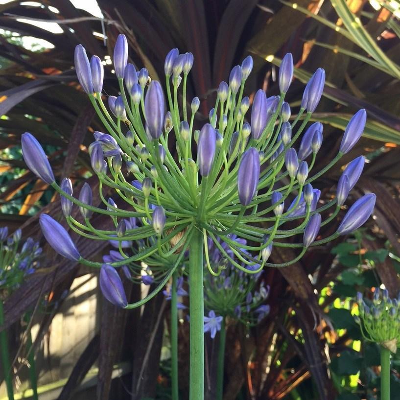 African Lily Headbourne Hybrids in the GardenTags plant encyclopedia