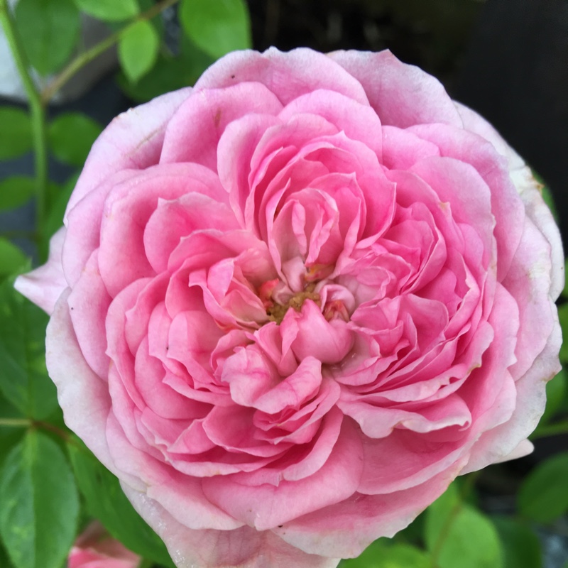 Patio Rose Happy Times in the GardenTags plant encyclopedia