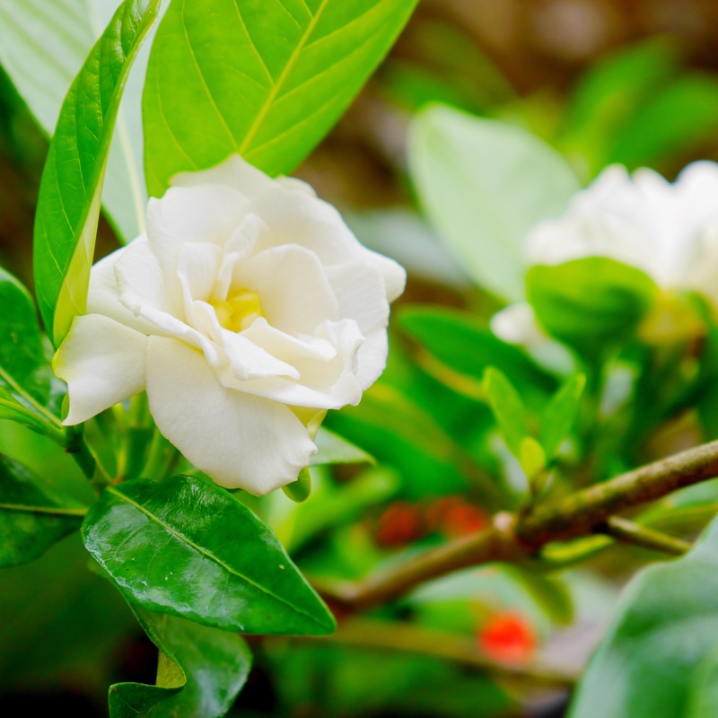 Gardenia Four Seasons in the GardenTags plant encyclopedia