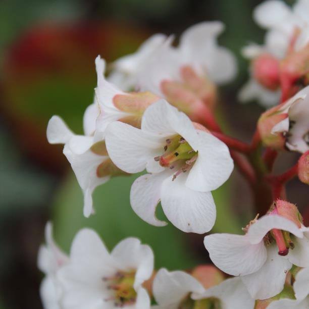 Elephants Ears Bressingham White in the GardenTags plant encyclopedia