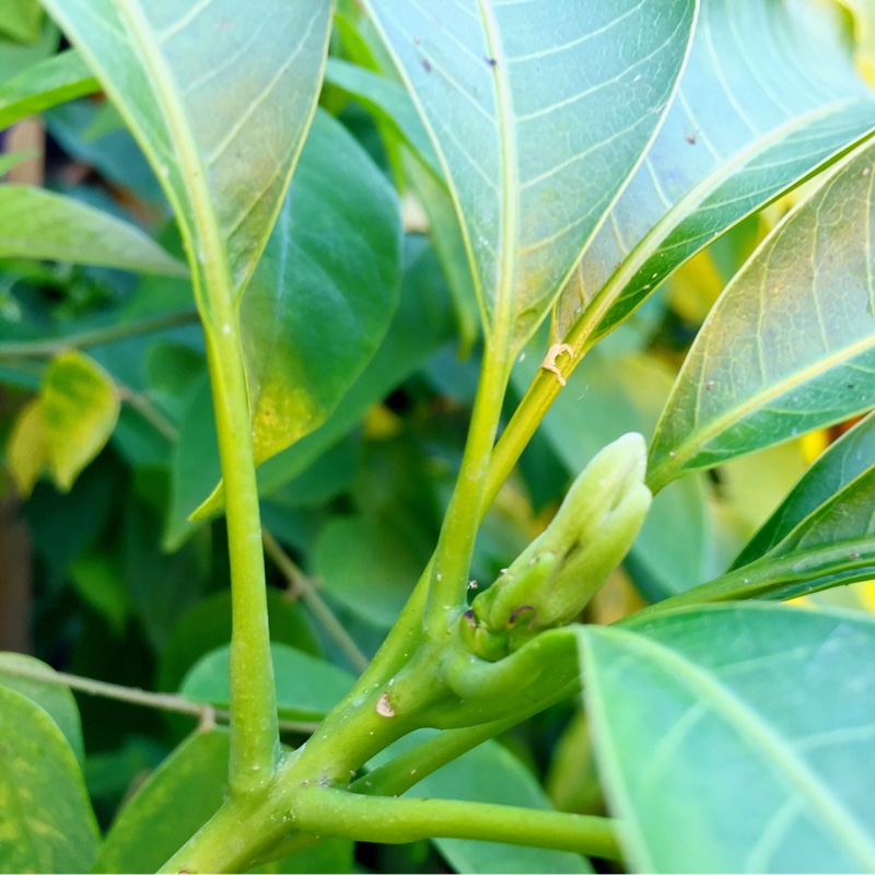 Mango Nam Doc Mai in the GardenTags plant encyclopedia