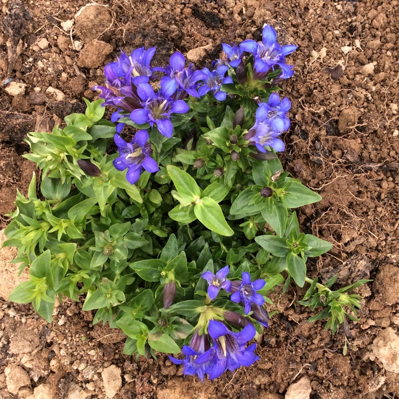 Crested Gentian in the GardenTags plant encyclopedia