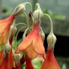 Primula waltonii in the GardenTags plant encyclopedia