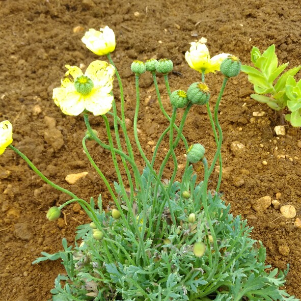 Poppy Moondance in the GardenTags plant encyclopedia