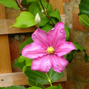 Clematis Comtesse De Bouchaud in the GardenTags plant encyclopedia