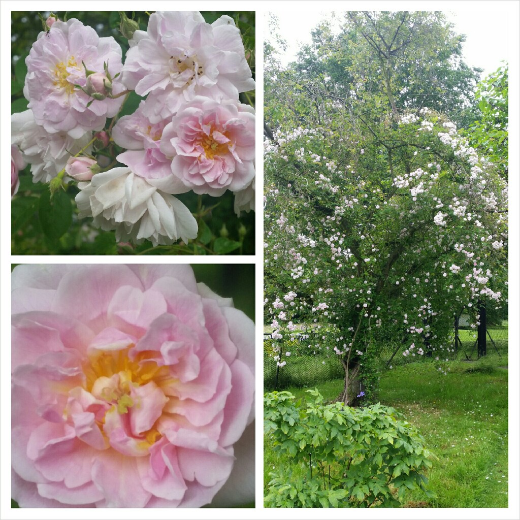 Rose Carnea (Rambler) in the GardenTags plant encyclopedia