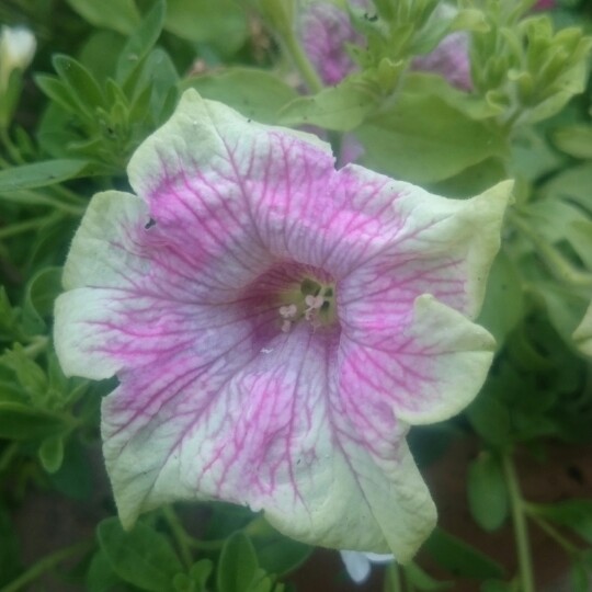 Petunia Green Edge in the GardenTags plant encyclopedia