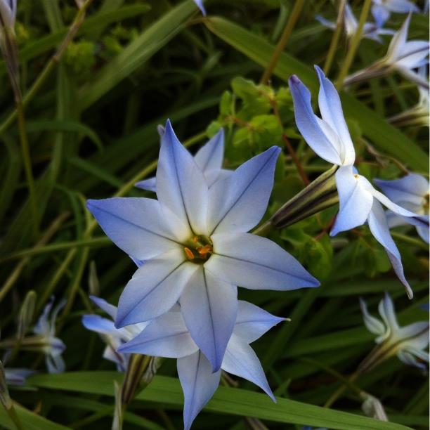 Spring Starflower Wisley Blue in the GardenTags plant encyclopedia