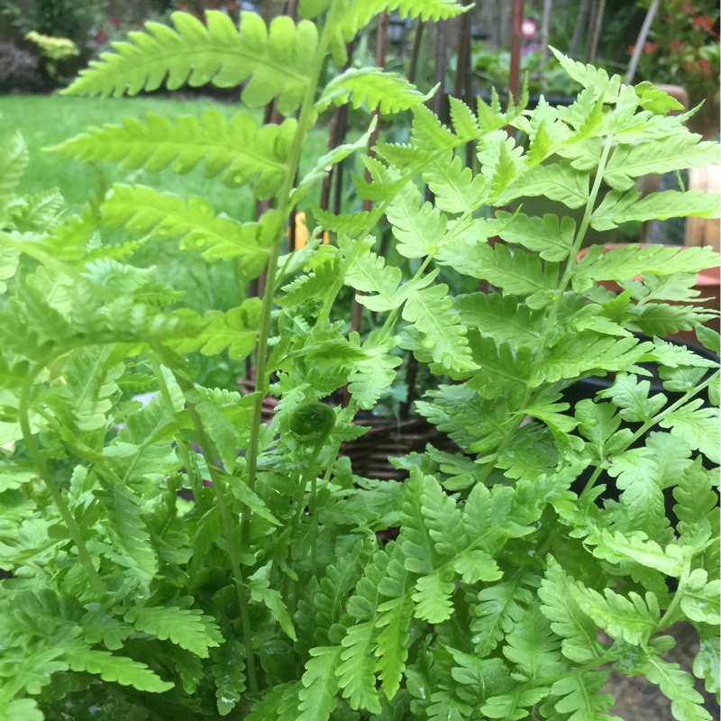 Ostrich fern in the GardenTags plant encyclopedia