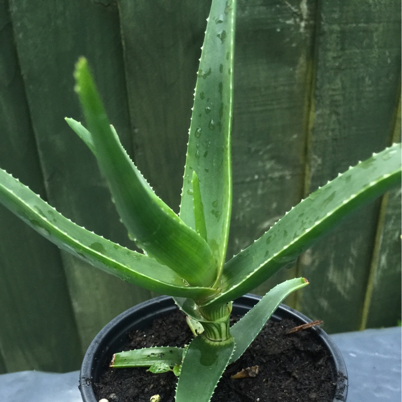 Hardy Aloe in the GardenTags plant encyclopedia