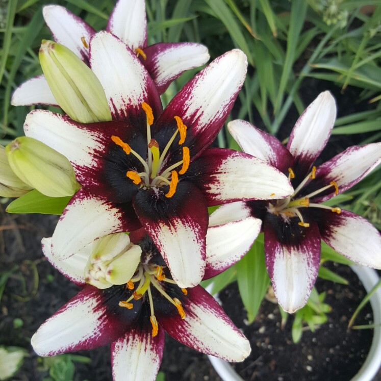 Lily Black Eye (Asiatic) in the GardenTags plant encyclopedia