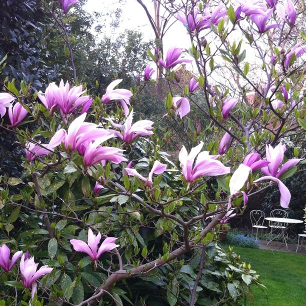 Magnolia Jane in the GardenTags plant encyclopedia