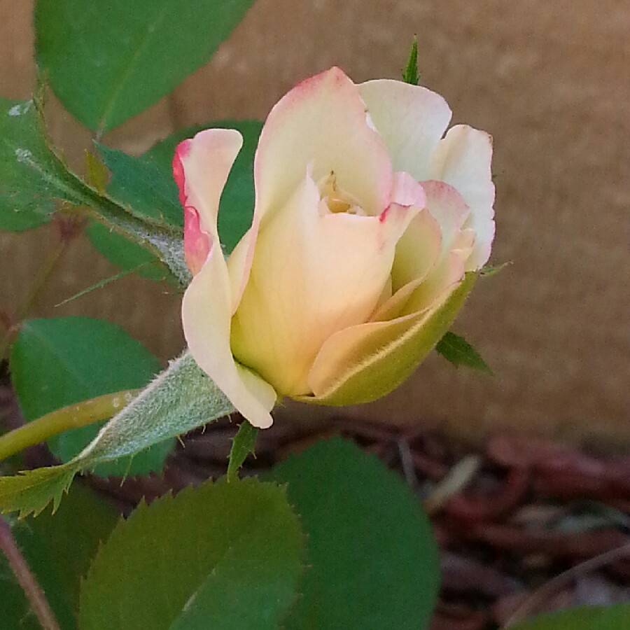 Floribunda Rose Cherry Parfait in the GardenTags plant encyclopedia