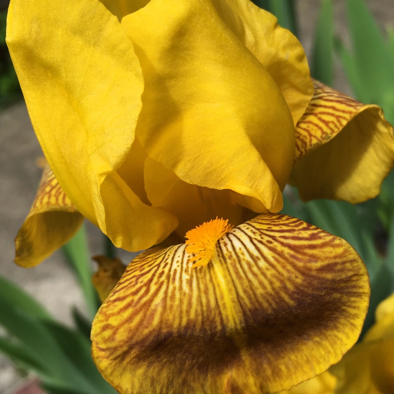 Bearded Iris Lord Warden (Tall) in the GardenTags plant encyclopedia