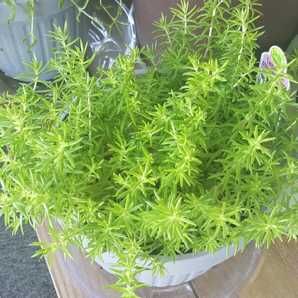 Stonecrop Lemon Ball in the GardenTags plant encyclopedia