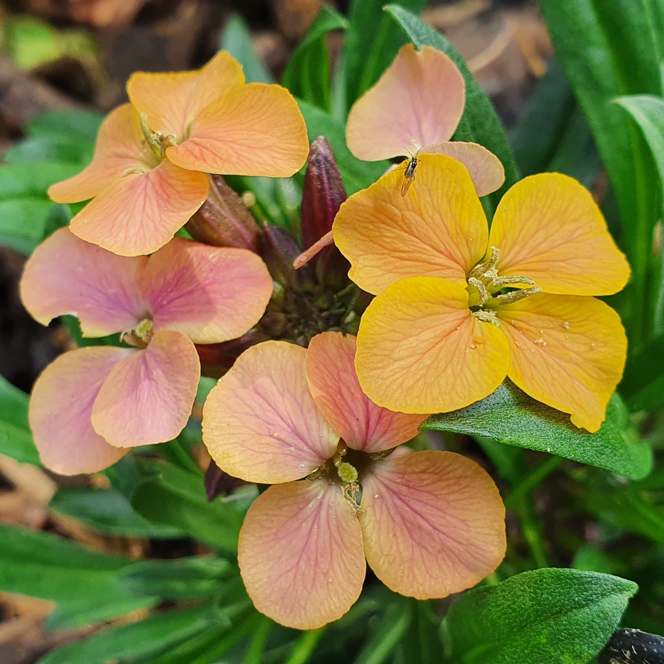 Wallflower Paint Box in the GardenTags plant encyclopedia