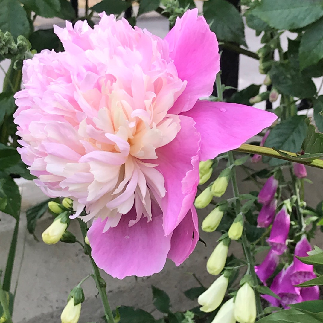 Peony Sorbet (Herbaceous) in the GardenTags plant encyclopedia