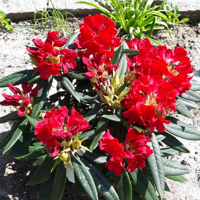 Rhododendron Vulcan in the GardenTags plant encyclopedia