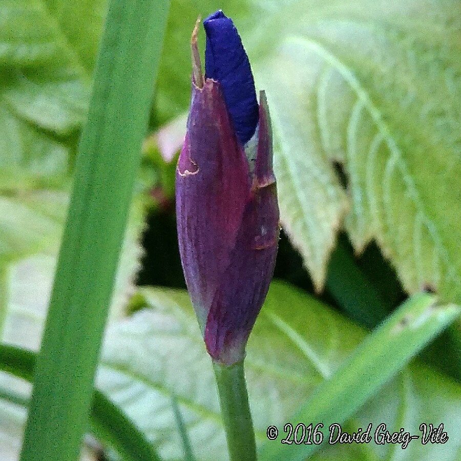 Siberian Iris Blue King in the GardenTags plant encyclopedia