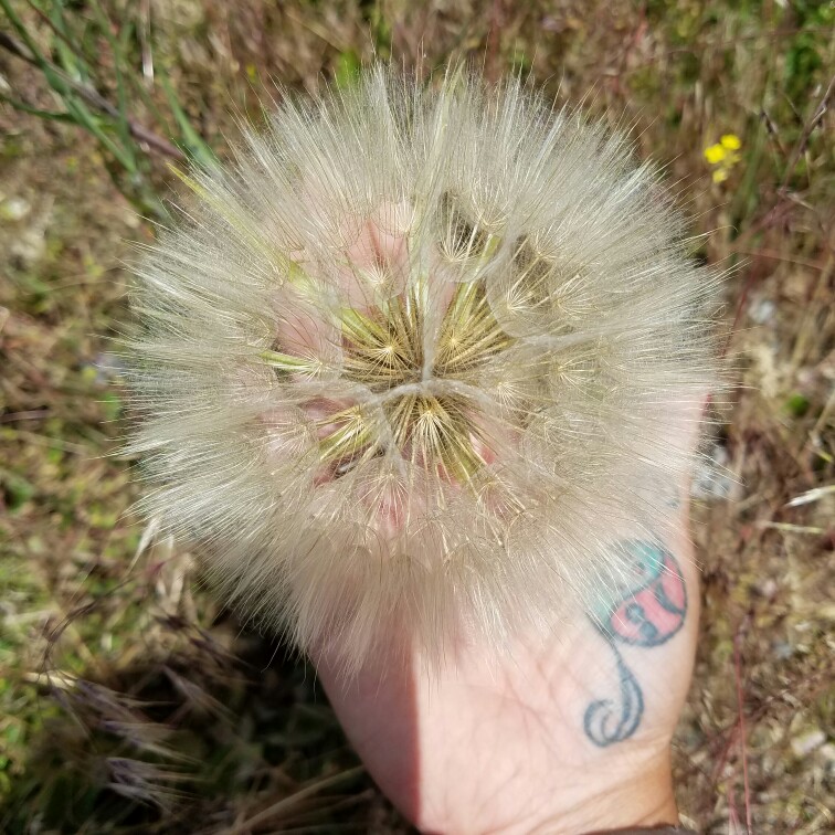 Wild Salsify in the GardenTags plant encyclopedia