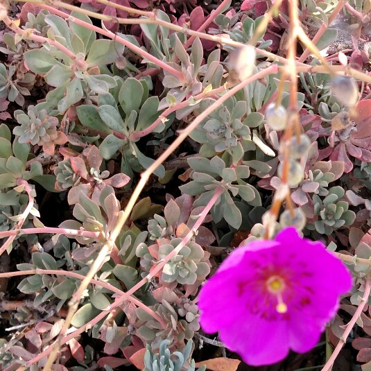 Rock Purslane in the GardenTags plant encyclopedia