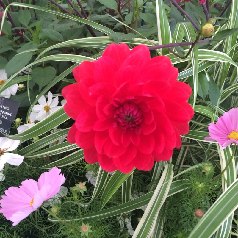 Dahlia Christopher Taylor (Waterlily) in the GardenTags plant encyclopedia