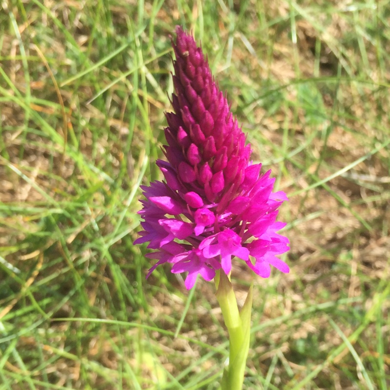 Marsh orchid in the GardenTags plant encyclopedia