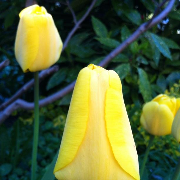 Tulip Golden Apeldoorn (Darwin Hybrid) in the GardenTags plant encyclopedia