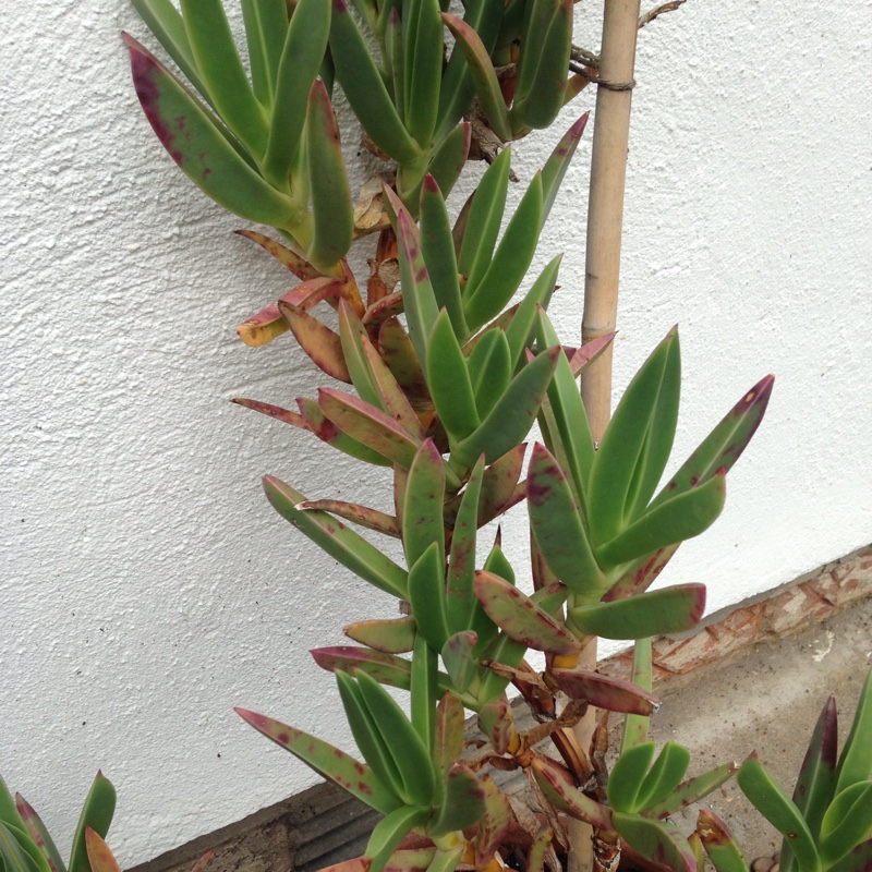 Hottentot Fig in the GardenTags plant encyclopedia