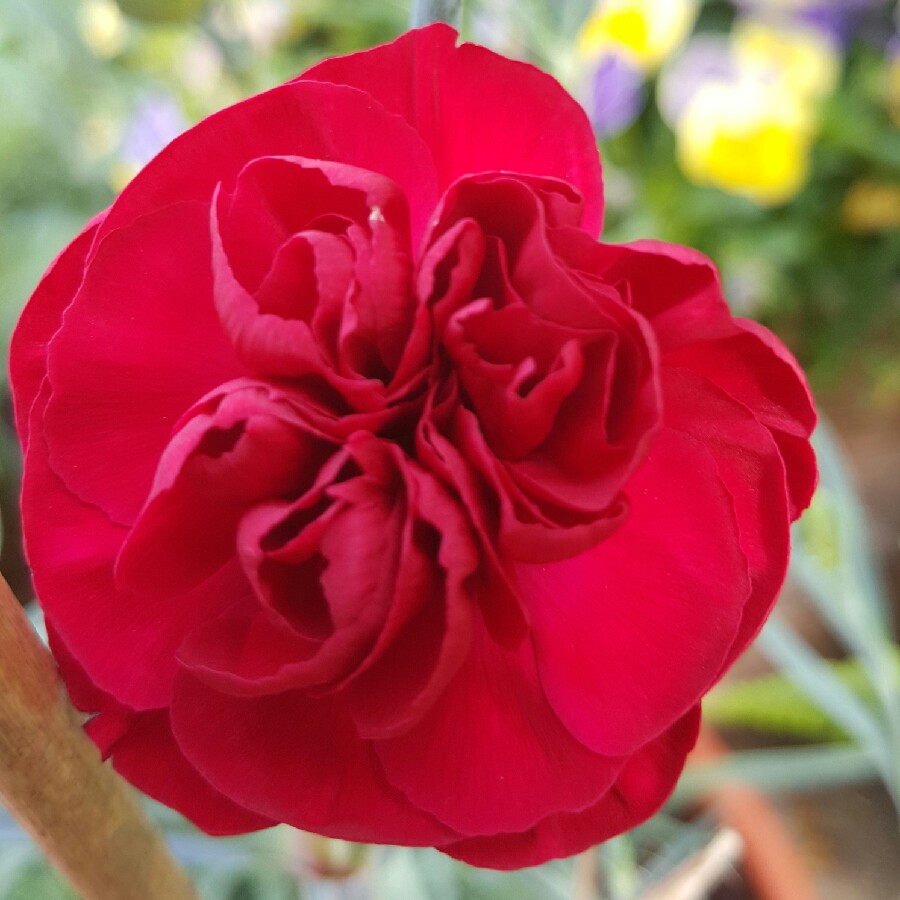 Pink Passion in the GardenTags plant encyclopedia