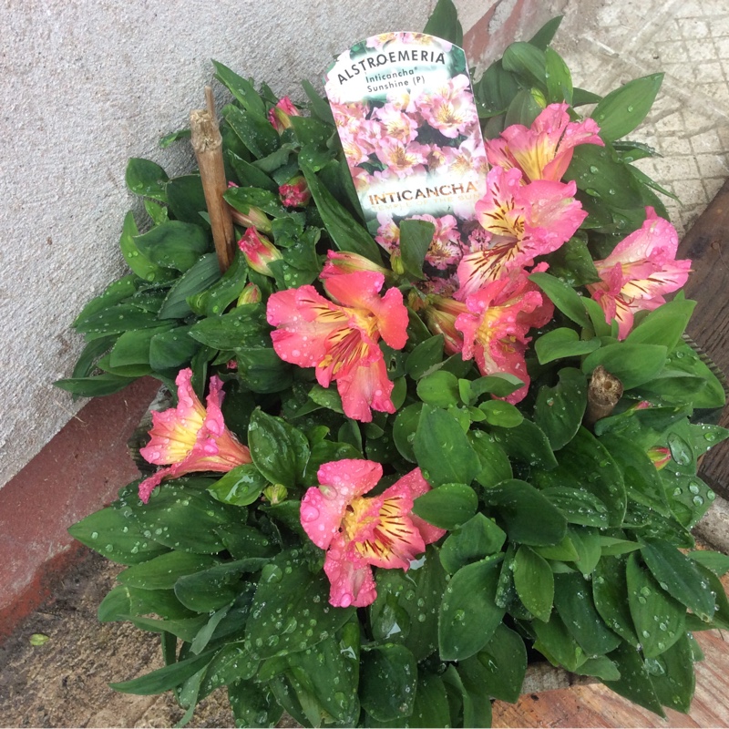 Peruvian Lily Inticancha Sunshine in the GardenTags plant encyclopedia