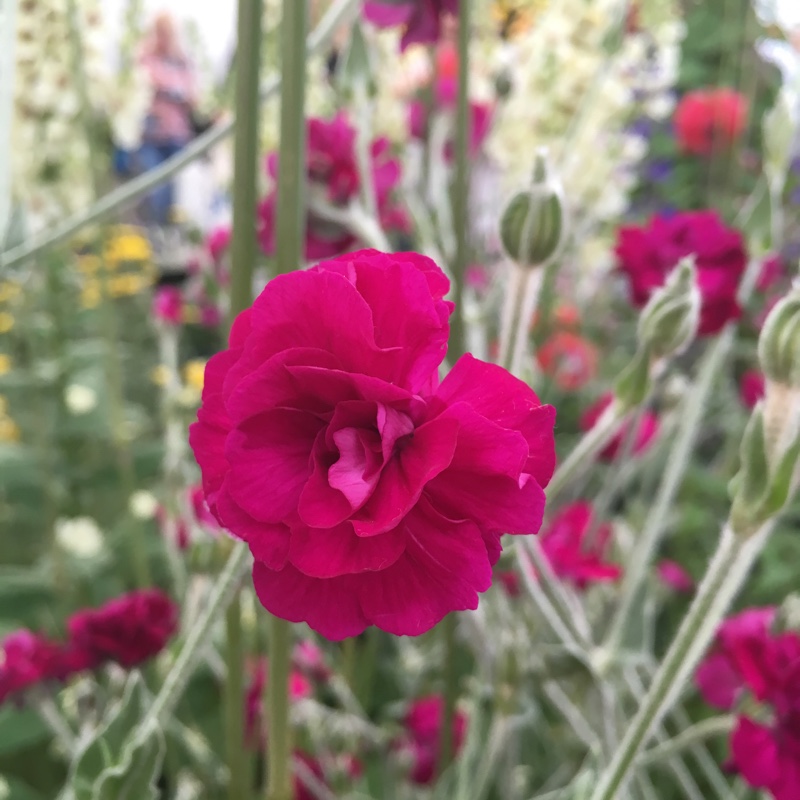 Rose Campion Gardeners World in the GardenTags plant encyclopedia