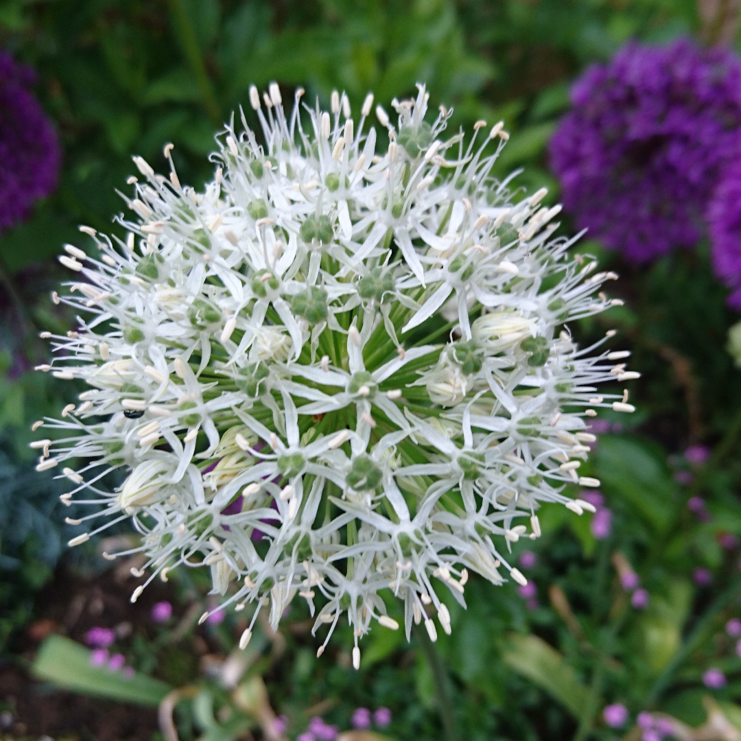 Allium Mount Everest in the GardenTags plant encyclopedia