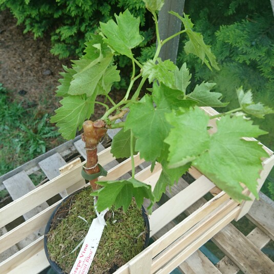 Red Grape Vine Muscat Blue in the GardenTags plant encyclopedia