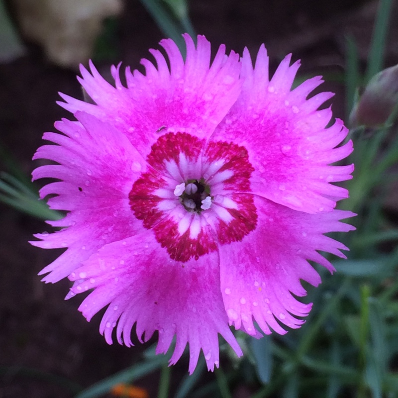 Pink Village Pinks Mixed in the GardenTags plant encyclopedia