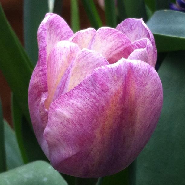 Tulip Shirley Dream (Triumph) in the GardenTags plant encyclopedia